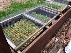 Spruce Seedlings